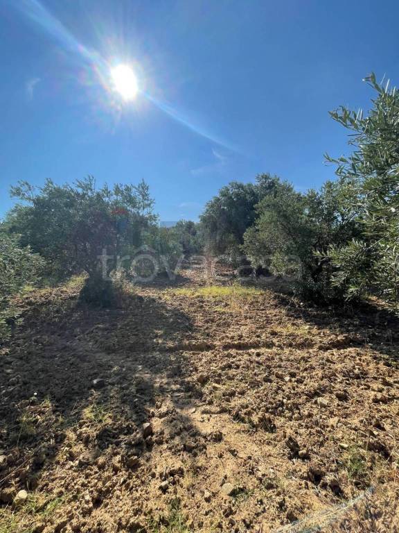 terreno agricolo in vendita a San Demetrio Corone in zona Sofferetti