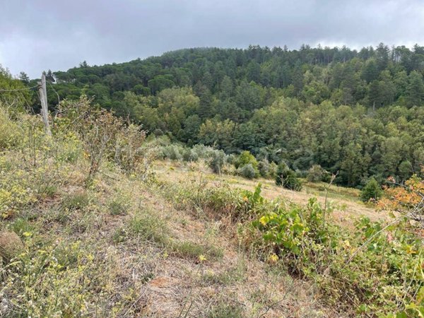 terreno agricolo in vendita a San Demetrio Corone