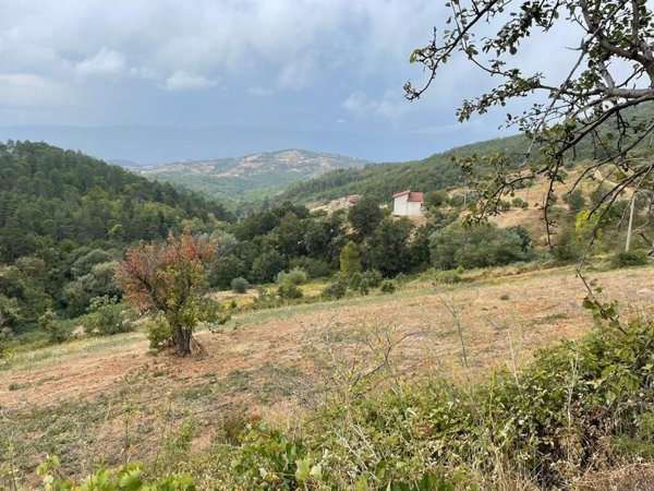 terreno agricolo in vendita a San Demetrio Corone