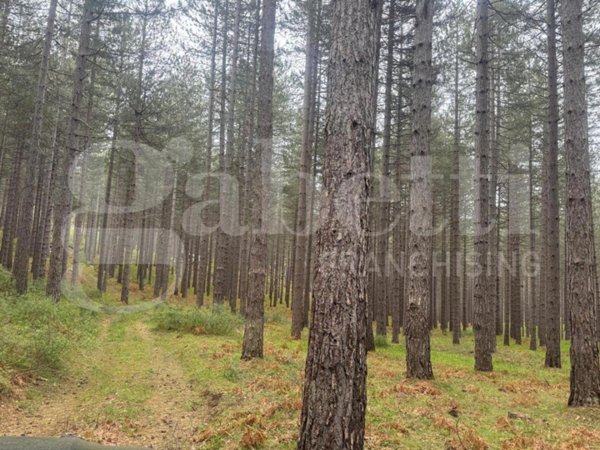 terreno agricolo in vendita a San Giovanni in Fiore