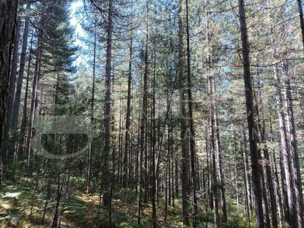 terreno agricolo in vendita a San Giovanni in Fiore