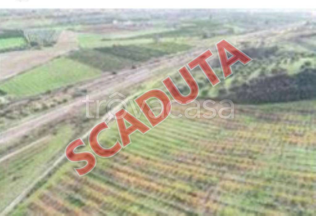 terreno agricolo in vendita a San Lorenzo del Vallo