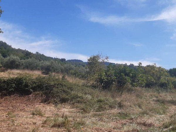 terreno agricolo in vendita a San Lucido