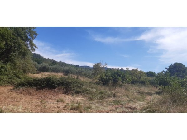 terreno agricolo in vendita a San Lucido
