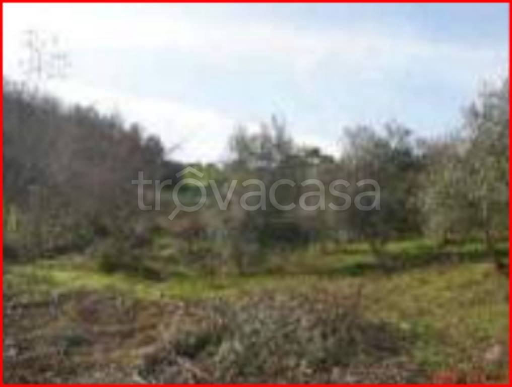 terreno agricolo in vendita a San Marco Argentano