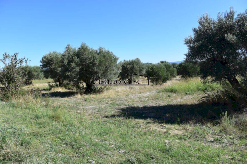 terreno agricolo in vendita a San Marco Argentano in zona Cimino
