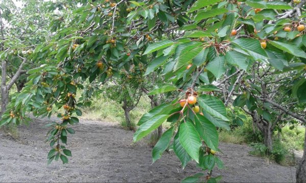 terreno agricolo in vendita a San Pietro in Amantea