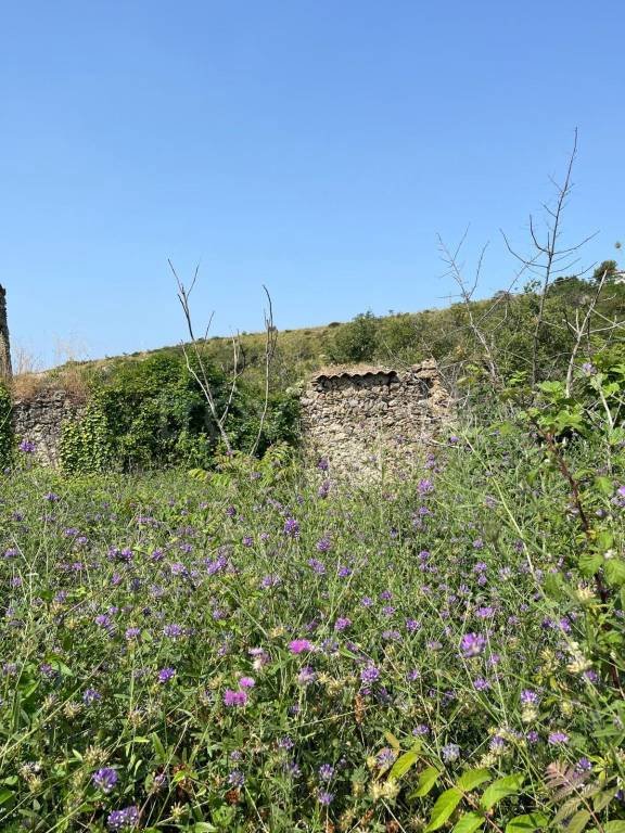 terreno agricolo in vendita a San Pietro in Amantea