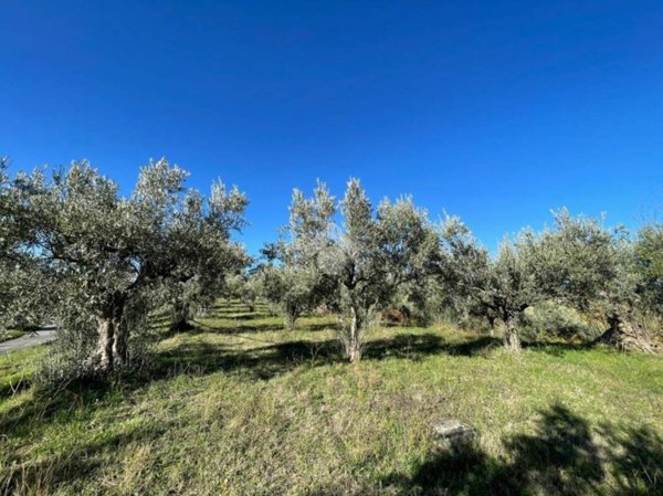 terreno agricolo in vendita a San Pietro in Guarano