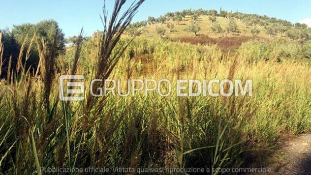 terreno agricolo in vendita a San Pietro in Guarano