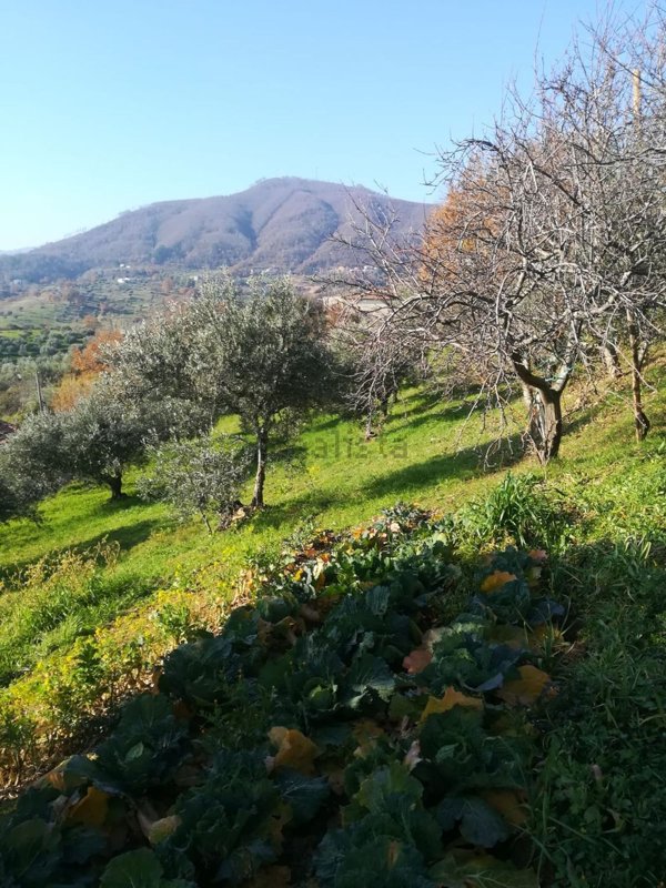 terreno agricolo in vendita a Santa Caterina Albanese
