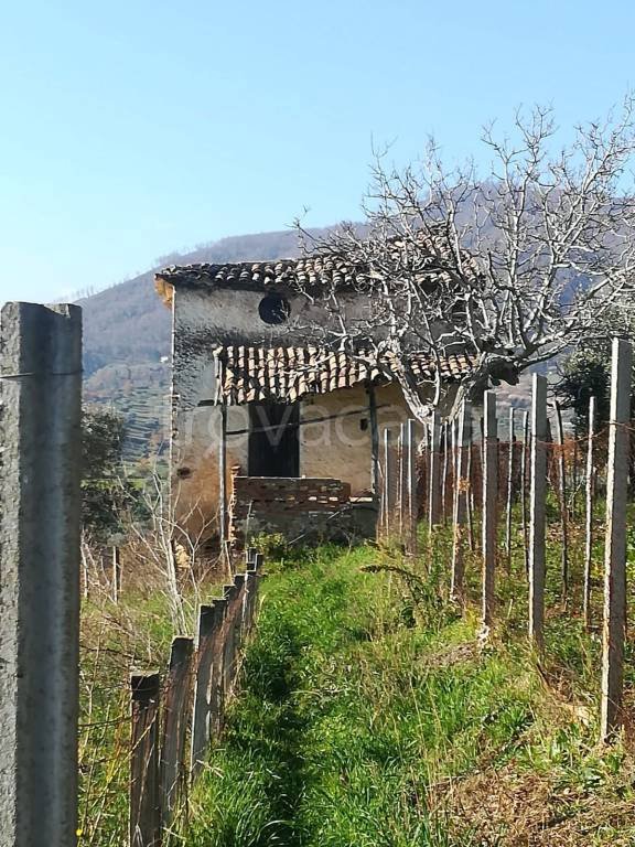 terreno agricolo in vendita a Santa Caterina Albanese