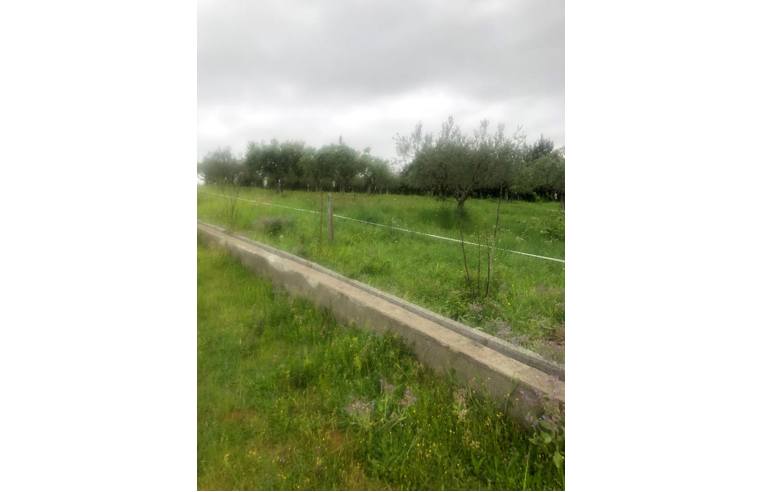 terreno agricolo in vendita a Santa Domenica Talao