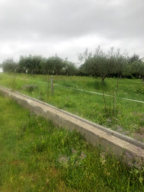 terreno agricolo in vendita a Santa Domenica Talao