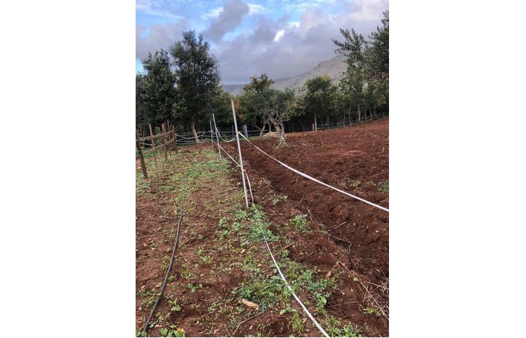 terreno agricolo in vendita a Santa Domenica Talao