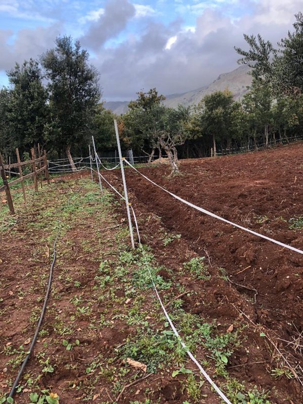 terreno agricolo in vendita a Santa Domenica Talao