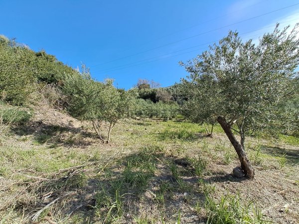 terreno agricolo in vendita a Santa Domenica Talao