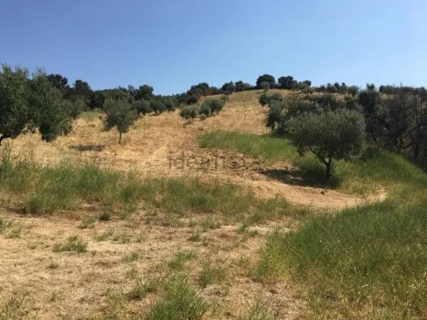 quadrivano in vendita a Santa Sofia d'Epiro