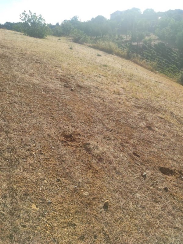 terreno agricolo in vendita a Santa Sofia d'Epiro