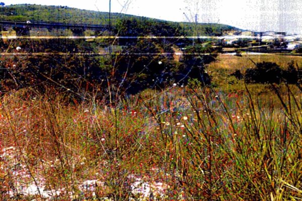 terreno agricolo in vendita a Scalea