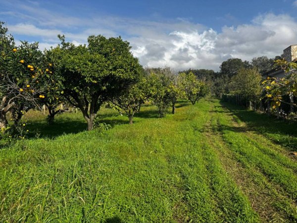 terreno agricolo in vendita a Scalea