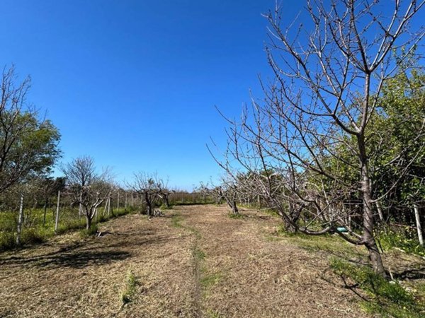 terreno agricolo in vendita a Scalea