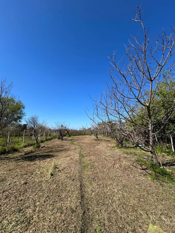 terreno agricolo in vendita a Scalea