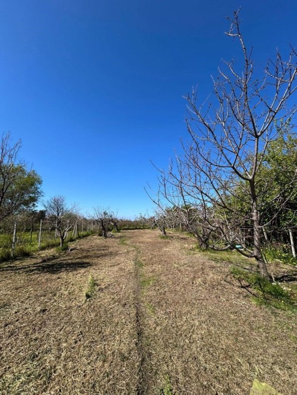 terreno agricolo in vendita a Scalea