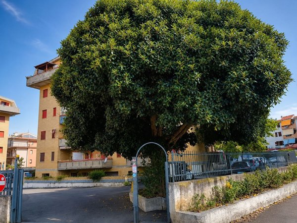 appartamento in vendita a Scalea