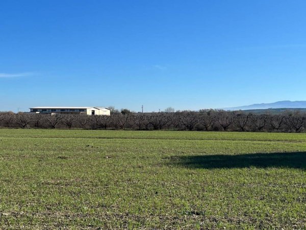terreno agricolo in vendita a Spezzano Albanese