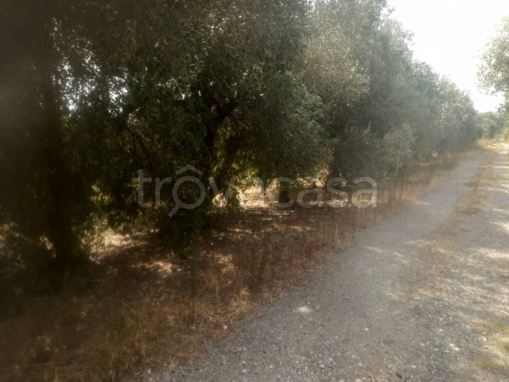 terreno agricolo in vendita a Spezzano Albanese