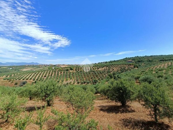 terreno agricolo in vendita a Tarsia
