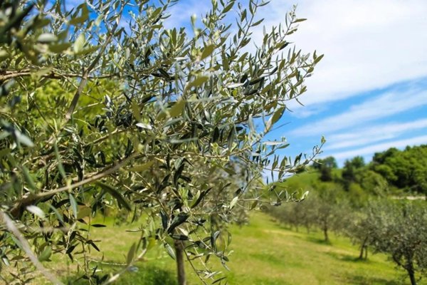 terreno agricolo in vendita a Tarsia
