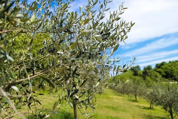 terreno agricolo in vendita a Tarsia