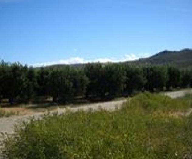 terreno agricolo in vendita a Terranova da Sibari