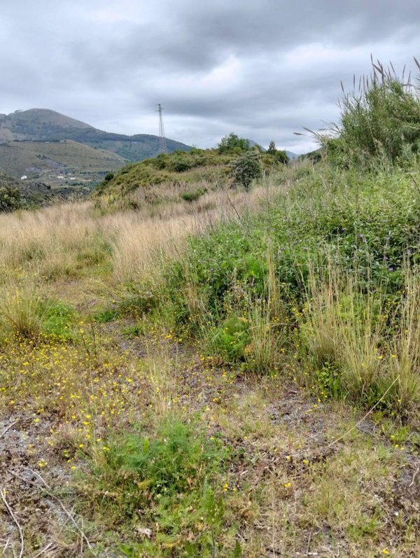 terreno agricolo in vendita a Tortora