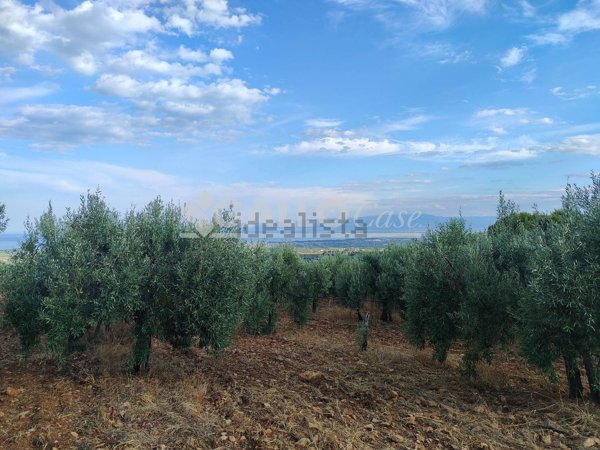 azienda agricola in vendita a Villapiana