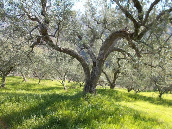 terreno agricolo in vendita a Zumpano