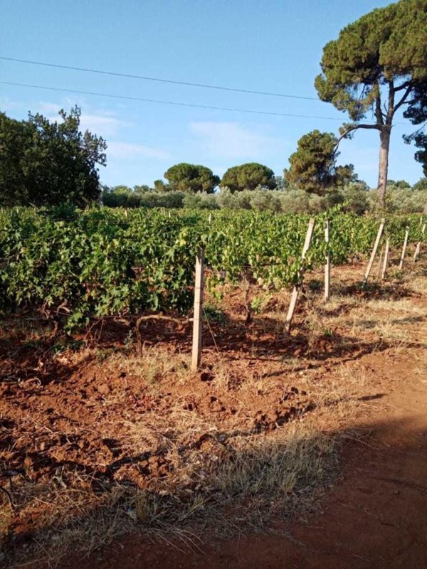 terreno agricolo in vendita a Corigliano-Rossano