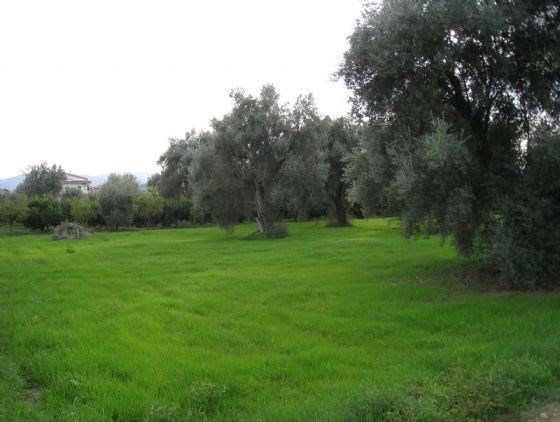 terreno agricolo in vendita a Corigliano-Rossano in zona Rossano