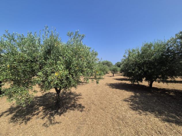 terreno agricolo in vendita a Corigliano-Rossano