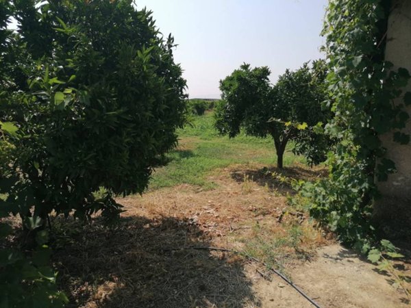 terreno agricolo in vendita a Corigliano-Rossano in zona Apollinara