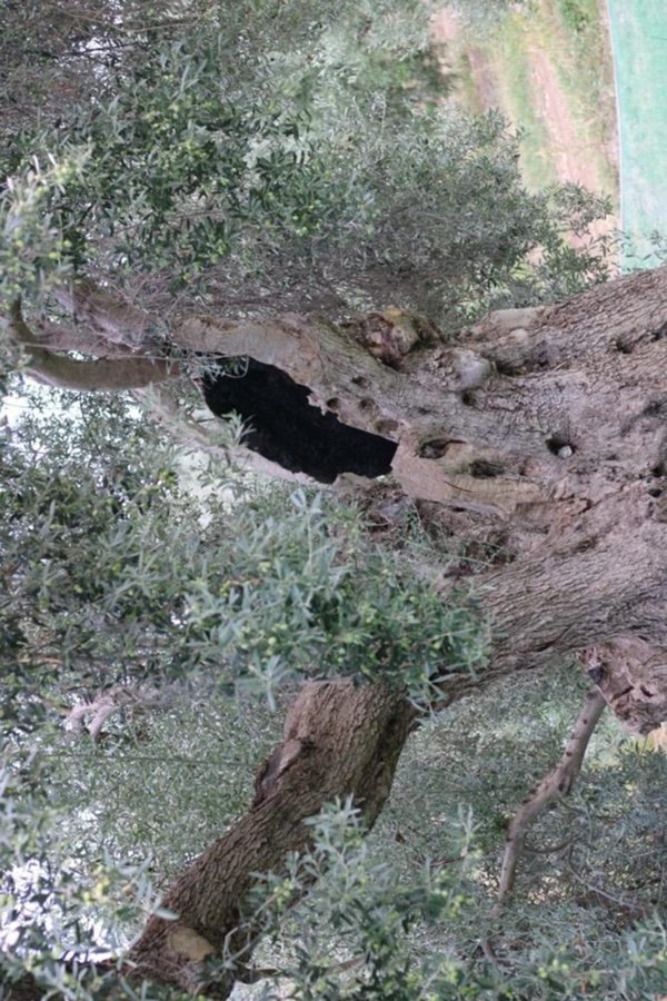 terreno agricolo in vendita a Corigliano-Rossano in zona Rossano