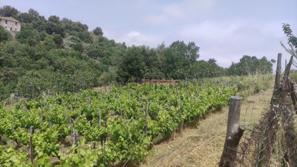 locale di sgombero in vendita a Corigliano-Rossano