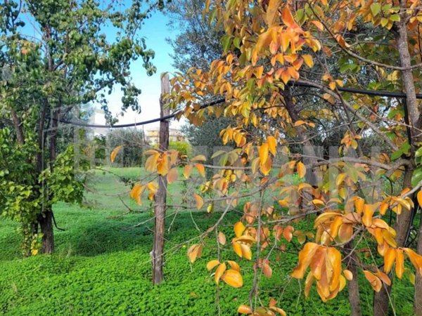 terreno agricolo in vendita a Corigliano-Rossano in zona Rossano