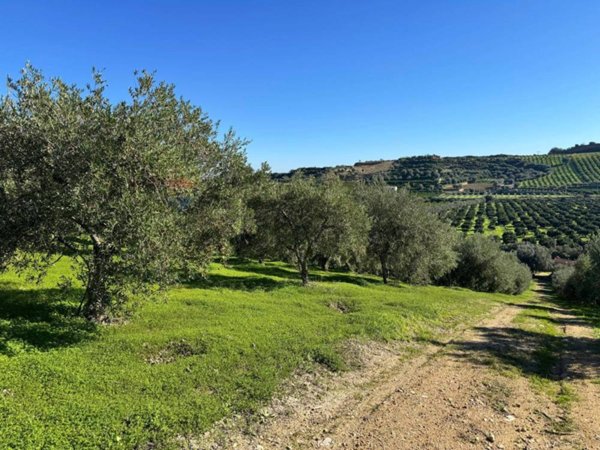 terreno agricolo in vendita a Corigliano-Rossano in zona Corigliano Calabro