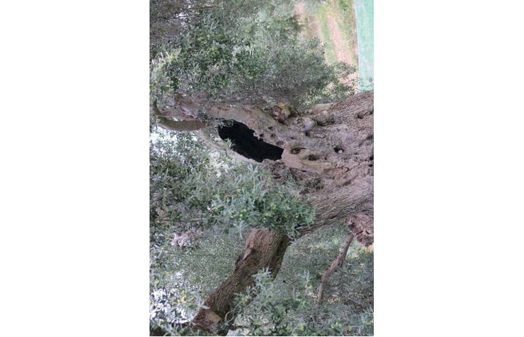 terreno agricolo in vendita a Corigliano-Rossano in zona Rossano