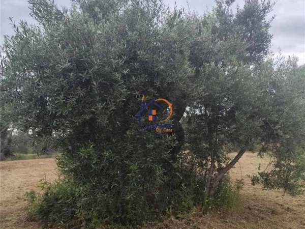 terreno agricolo in vendita a Corigliano-Rossano