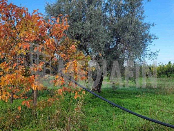 terreno agricolo in vendita a Corigliano-Rossano in zona Rossano