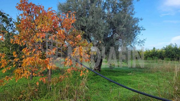 terreno agricolo in vendita a Corigliano-Rossano in zona Rossano
